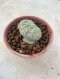 Lophophora Fricii cristata  5-6 cm 12 years old seed ownroot flower seedling ロフォフォラ　烏羽玉　仔吹き サボテン