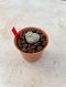 Lophophora Fricii cristata  2-3 cm 7 years old seed ownroot flower seedling ロフォフォラ　烏羽玉　仔吹き サボテン