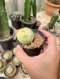 Lophophora Williamsii Variegata 3-4 cm 12 years old seed ownroot flower seedling ロフォフォラ　烏羽玉　仔吹き サボテン