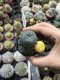 Lophophora williamsii  15 years old-grow from seed-can give flower and seed