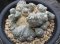 Lophophora williamsii  cristata  japan import 15 years old - can give flower and seed
