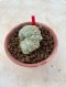 Lophophora Fricii cristata  5-6 cm 12 years old seed ownroot flower seedling ロフォフォラ　烏羽玉　仔吹き サボテン