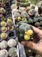 Lophophora williamsii  15 years old-grow from seed-can give flower and seed