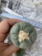 Japan import Lophophora Williamsii   grow from seed 5 years old - can give flower and seed ownroot