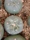 lophophora fricii ooibo super white size 3-4 cm japan import 7 years old - can give flower and seed(copy)