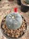 Lophophora Williamsii  5-6 cm 12 years old seed ownroot flower seedling ロフォフォラ　烏羽玉　仔吹き サボテン