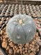 Lophophora Williamsii  5-6 cm 12 years old seed ownroot flower seedling ロフォフォラ　烏羽玉　仔吹き サボテン