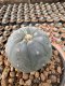 Lophophora Williamsii  5-6 cm 12 years old seed ownroot flower seedling ロフォフォラ　烏羽玉　仔吹き サボテン