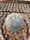 Lophophora Williamsii  5-6 cm 12 years old seed ownroot flower seedling ロフォフォラ　烏羽玉　仔吹き サボテン
