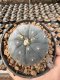 Lophophora Williamsii  5-6 cm 12 years old seed ownroot flower seedling ロフォフォラ　烏羽玉　仔吹き サボテン