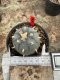 Lophophora Williamsii  5-6 cm 12 years old seed ownroot flower seedling ロフォフォラ　烏羽玉　仔吹き サボテン