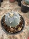Lophophora Williamsii  5-6 cm 12 years old seed ownroot flower seedling ロフォフォラ　烏羽玉　仔吹き サボテン