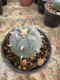 Lophophora Williamsii  5-6 cm 12 years old seed ownroot flower seedling ロフォフォラ　烏羽玉　仔吹き サボテン