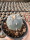 Lophophora Williamsii  5-6 cm 12 years old seed ownroot flower seedling ロフォフォラ　烏羽玉　仔吹き サボテン