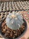 Lophophora Williamsii  5-6 cm 12 years old seed ownroot flower seedling ロフォフォラ　烏羽玉　仔吹き サボテン