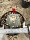Lophophora Williamsii 5-6 cm 12 years old seed ownroot flower seedling ロフォフォラ　烏羽玉　仔吹き サボテン