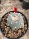 Lophophora Williamsii 5-6 cm 12 years old seed ownroot flower seedling ロフォフォラ　烏羽玉　仔吹き サボテン