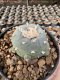 Lophophora Williamsii 5-6 cm 12 years old seed ownroot flower seedling ロフォフォラ　烏羽玉　仔吹き サボテン