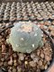 Lophophora Williamsii 5-6 cm 12 years old seed ownroot flower seedling ロフォフォラ　烏羽玉　仔吹き サボテン