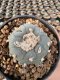 Lophophora Williamsii 5-6 cm 12 years old seed ownroot flower seedling ロフォフォラ　烏羽玉　仔吹き サボテン