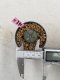 Lophophora Williamsii 6-7 cm 9 years old seed ownroot flower seedling ロフォフォラ　烏羽玉　仔吹き　サボテン
