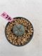 Lophophora Williamsii 6-7 cm 9 years old seed ownroot flower seedling ロフォフォラ　烏羽玉　仔吹き　サボテン