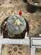 Lophophora Williamsii  5-6 cm 12 years old seed ownroot flower seedling ロフォフォラ　烏羽玉　仔吹き サボテン