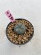 Lophophora Williamsii 6-7 cm 9 years old seed ownroot flower seedling ロフォフォラ　烏羽玉　仔吹き　サボテン