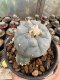 Lophophora Williamsii  5-6 cm 12 years old seed ownroot flower seedling ロフォフォラ　烏羽玉　仔吹き サボテン