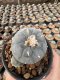 Lophophora Williamsii  5-6 cm 12 years old seed ownroot flower seedling ロフォフォラ　烏羽玉　仔吹き サボテン