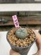 Lophophora Williamsii 6-7 cm 9 years old seed ownroot flower seedling ロフォフォラ　烏羽玉　仔吹き　サボテン
