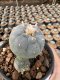 Lophophora Williamsii  5-6 cm 12 years old seed ownroot flower seedling ロフォフォラ　烏羽玉　仔吹き サボテン