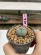 Lophophora Williamsii 6-7 cm 9 years old seed ownroot flower seedling ロフォフォラ　烏羽玉　仔吹き　サボテン