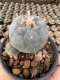 Lophophora Williamsii  5-6 cm 12 years old seed ownroot flower seedling ロフォフォラ　烏羽玉　仔吹き サボテン