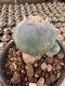 Lophophora Williamsii  5-6 cm 12 years old seed ownroot flower seedling ロフォフォラ　烏羽玉　仔吹き サボテン