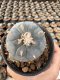 Lophophora Williamsii  5-6 cm 12 years old seed ownroot flower seedling ロフォフォラ　烏羽玉　仔吹き サボテン