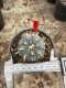 Lophophora Williamsii  5-6 cm 12 years old seed ownroot flower seedling ロフォフォラ　烏羽玉　仔吹き サボテン