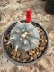 Lophophora Williamsii  5-6 cm 12 years old seed ownroot flower seedling ロフォフォラ　烏羽玉　仔吹き サボテン