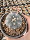 Lophophora Williamsii  5-6 cm 12 years old seed ownroot flower seedling ロフォフォラ　烏羽玉　仔吹き サボテン