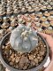 Lophophora Williamsii  5-6 cm 12 years old seed ownroot flower seedling ロフォフォラ　烏羽玉　仔吹き サボテン