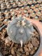 Lophophora Williamsii  5-6 cm 12 years old seed ownroot flower seedling ロフォフォラ　烏羽玉　仔吹き サボテン