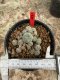 Lophophora Williamsii  5-6 cm 12 years old seed ownroot flower seedling ロフォフォラ　烏羽玉　仔吹き サボテン