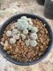 Lophophora Williamsii  5-6 cm 12 years old seed ownroot flower seedling ロフォフォラ　烏羽玉　仔吹き サボテン
