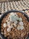 Lophophora Williamsii  5-6 cm 12 years old seed ownroot flower seedling ロフォフォラ　烏羽玉　仔吹き サボテン