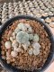 Lophophora Williamsii  5-6 cm 12 years old seed ownroot flower seedling ロフォフォラ　烏羽玉　仔吹き サボテン