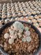 Lophophora Williamsii  5-6 cm 12 years old seed ownroot flower seedling ロフォフォラ　烏羽玉　仔吹き サボテン