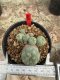 Lophophora Williamsii  5-6 cm 12 years old seed ownroot flower seedling ロフォフォラ　烏羽玉　仔吹き サボテン