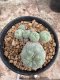 Lophophora Williamsii  5-6 cm 12 years old seed ownroot flower seedling ロフォフォラ　烏羽玉　仔吹き サボテン