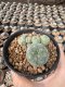 Lophophora Williamsii  5-6 cm 12 years old seed ownroot flower seedling ロフォフォラ　烏羽玉　仔吹き サボテン