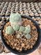 Lophophora Williamsii  5-6 cm 12 years old seed ownroot flower seedling ロフォフォラ　烏羽玉　仔吹き サボテン